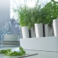 Thumb_auerhahn_doniczka_herbs_UMBRA_XD_DESIGN_XD_MODO_CONTENTO_THULE_WATERMAN_MULLO_DEKORACJE_WN_TRZA_PREZENTY_UPOMINKI_PROMOCJA_OKAZJA_21